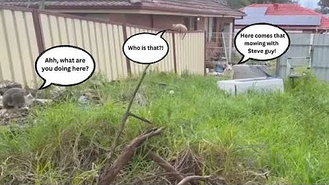 My Most Viewed And Most Challenging Yard Transform...