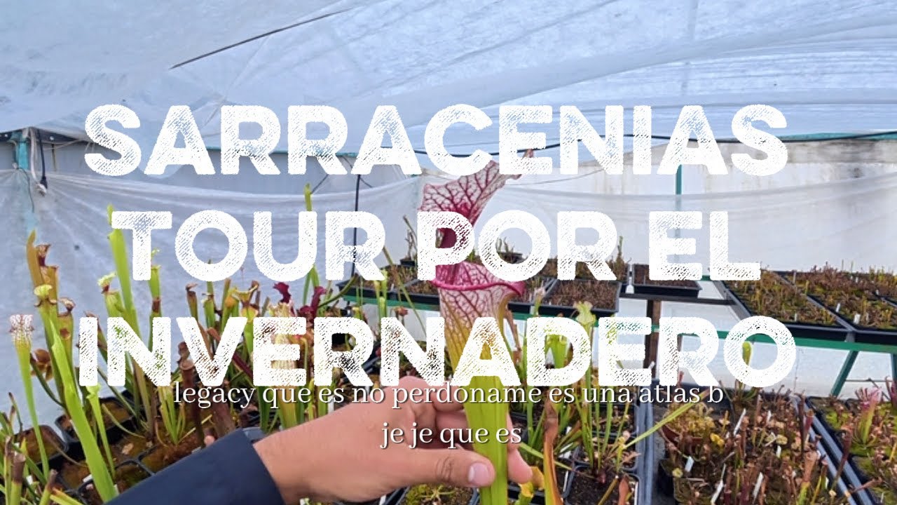 🌿 Tour por el Invernadero de Sarracenias | Especies, Híbridos y Cuidados