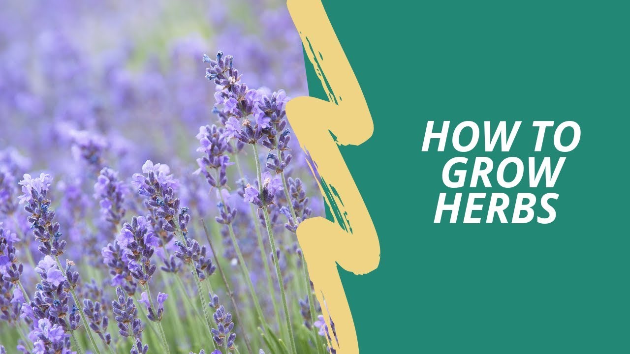 How to Grow Herbs (Ask Me Anything) 