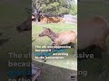 Tense moment couple, dogs barely makes it inside when elk charges #Shorts