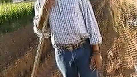 Who is David MacIver?