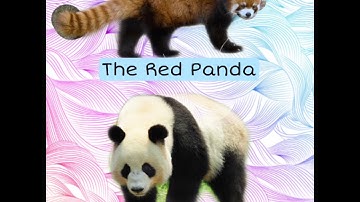 Red Panda Vs Giant Panda