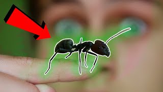 ТАКОГО ОГРОМНОГО МУРАВЬЯ Я ЕЩЁ НЕ ДЕРЖАЛ! Camponotus singularis - обзор муравьёв-гигантов из Китая!