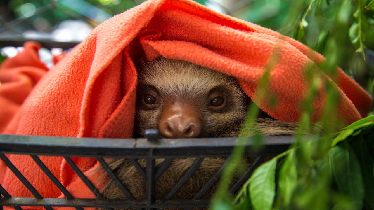 CUTE SLOTH OVERLOAD