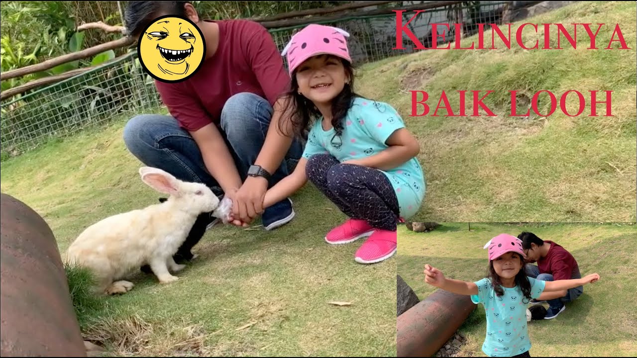 Serunya Hanum Bermain dan Memberi Makan Kelinci 😍 Feeding Rabbit at Taman Safari | Video Anak Lucu
