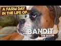 A farm day in the life of bandit the boxer