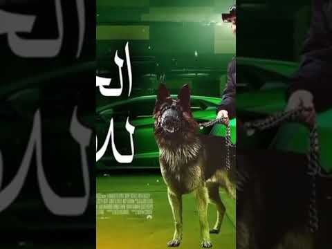 الحبسه للابطال