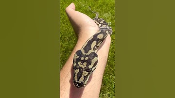 My Pet Coastal Carpet Python 🐍