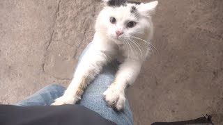 10 minutes of a Cat Asking for Love - Not Food