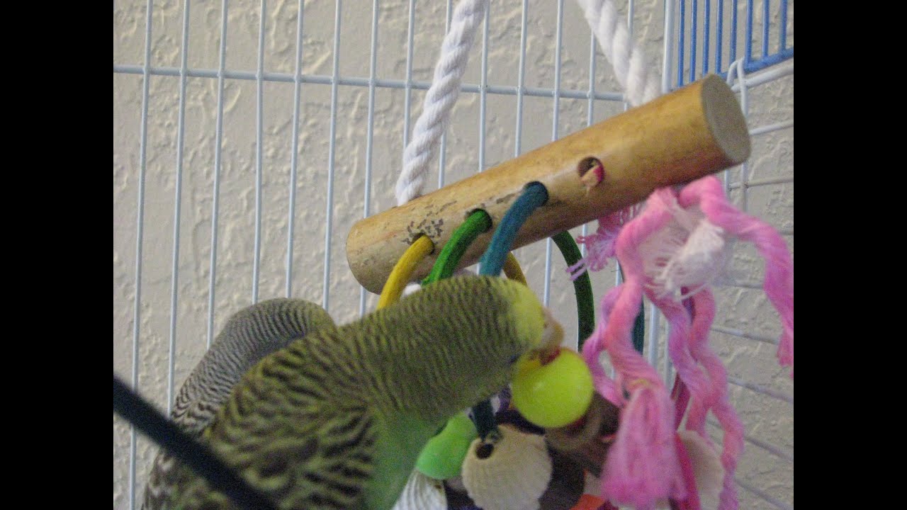 Cage Setup for Budgies Part 3 Choosing Toys & Accessories YouTube