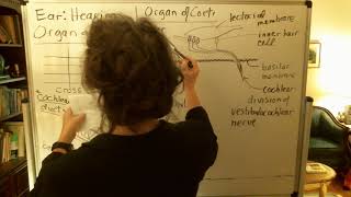Special senses - ear - hearing - Organ of Corti