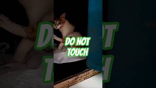 POV: You disturbed the goblin in her cave 😼⚠️ #CatShorts #FunnyCat