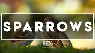 SPARROWS SOUND EFFECTS - SFX LIBRARY - NO COPYRIGHT MUSIC screenshot 3