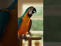 Parrot Talks, Cat No Reactions