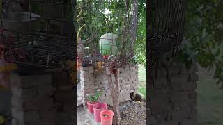 Main Tota main tota #parrot #trending #mithu #birds #2026 #love #birdlovers