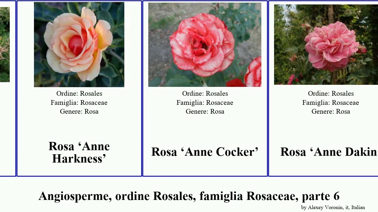 Angiosperme, ordine Rosales, famiglia Rosaceae, parte 6 apricot baby anne angiosperms Alfred Amber