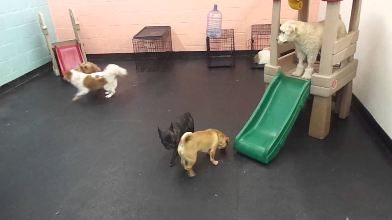 The Barking Lot 4/13/15 MAH03759 YouTube