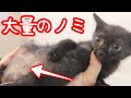 【保護猫】里親として迎えた子猫をお風呂に入れてみたら尋常じゃない数のノミがいた Kitten Attacked By Hundreds of Fleas