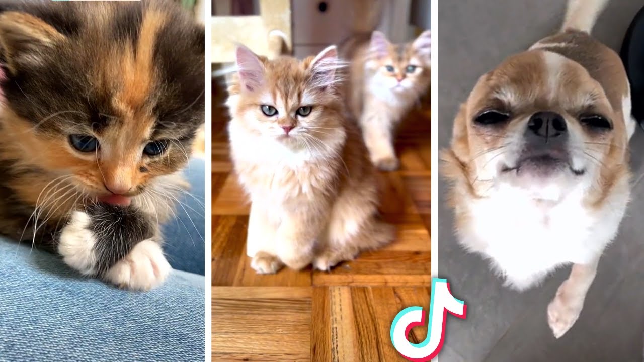 Funniest PET Videos Ever!! 😹 (Best Compilation of Funny CATS & DOGS) 😻