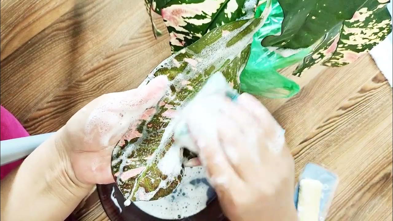 Жалаңаш Карина Харчинская бейне