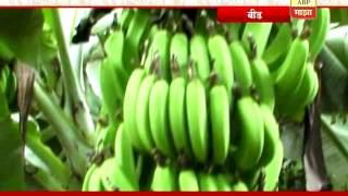 712: Beed: Banana Cultivation: Success Story of Randhir Solanke: 16:06:2016