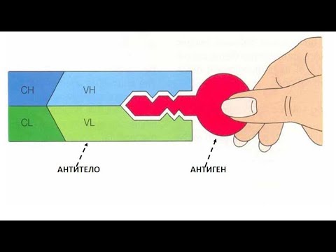 Video: Bajeso Adaptaciniai Algoritmai, Skirti Nustatyti ŽIV Mobiliųjų Bandymų Paslaugas