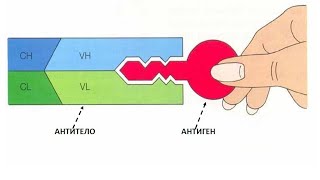 01-12.  Иммунопатология. Часть 1.