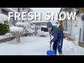 🇯🇵Snow Day in Rural Japan | Cats, Ramen, and Winter Life