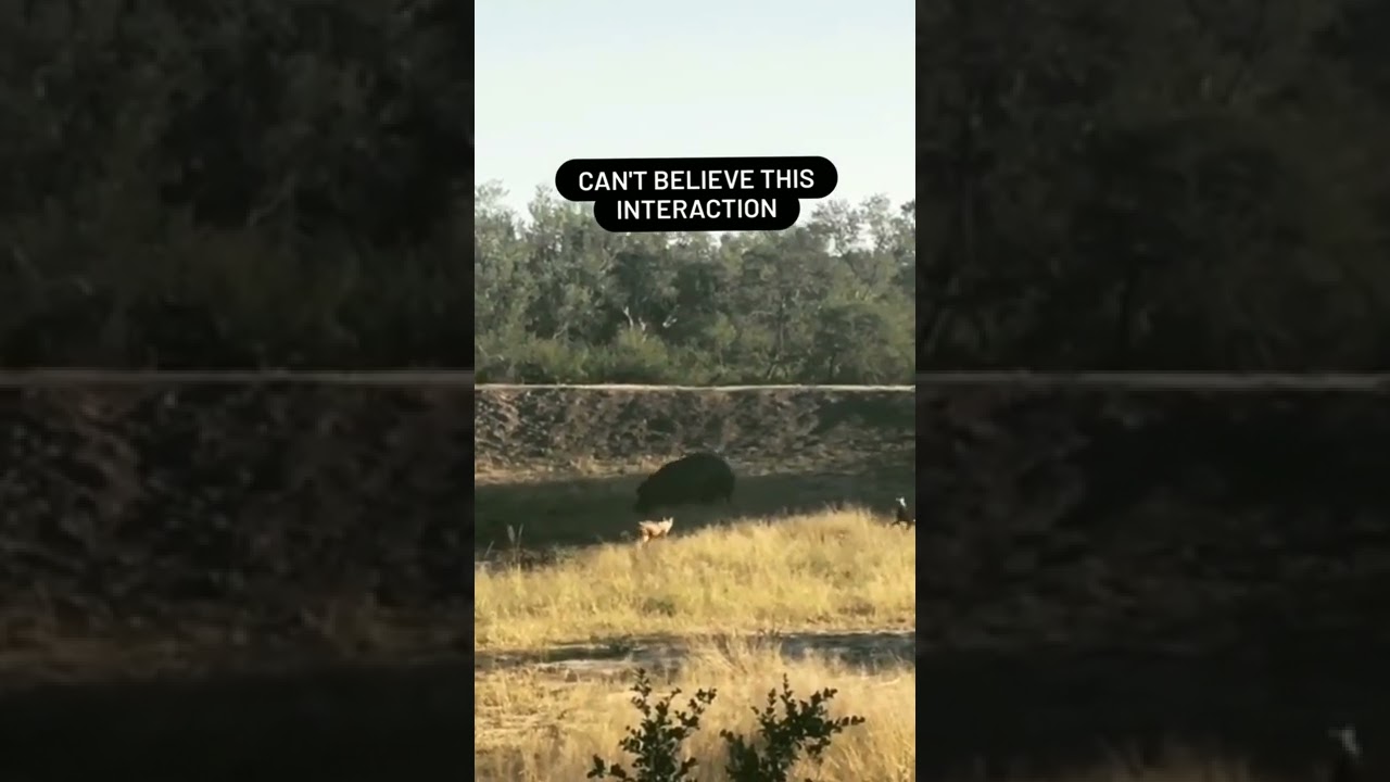 hippo vs wild dogs fight