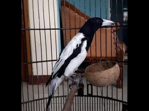 Download Suara Burung Jagal Papua Mp3 Mp4 3gp Flv Download Lagu