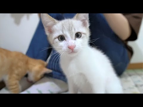 babythree オイル目 オッドアイ ねこ ベイビースリー 服着てる猫 babythree お洋服着てる猫シリーズ｜Yahoo!フリマ（旧PayPayフリマ）