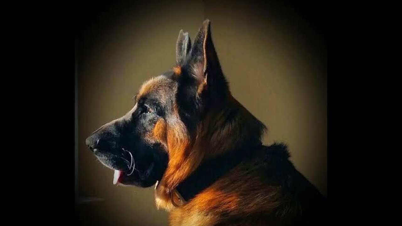 немецкая овчарка тассо. морда собаки немецкая овчарка. немецкая овчарка в профиль. собака немецкая овчарка. собака немецкая овчарка.