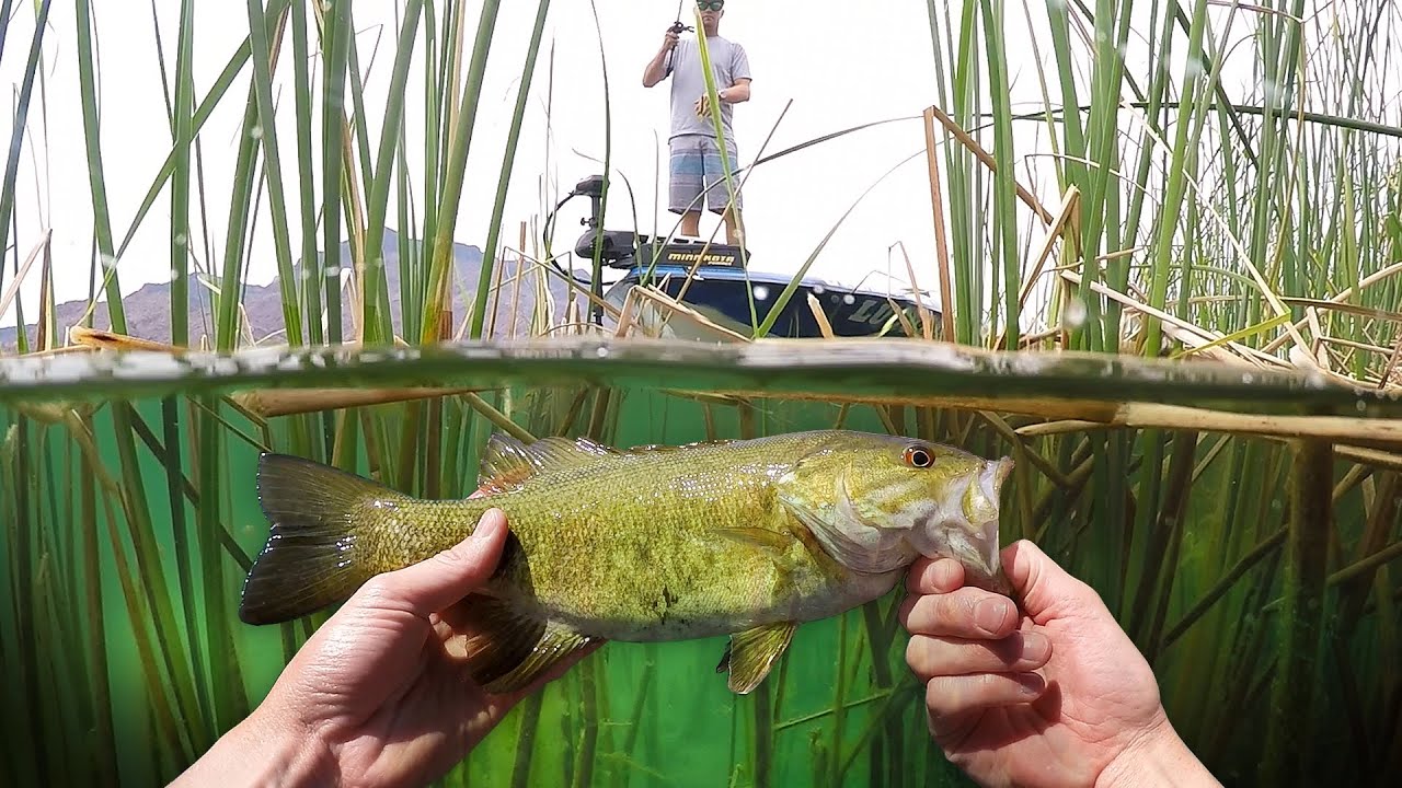 Fishing in Crystal Clear Water! – Vlog (Bass Fishing) Powered by LTB | DALLMYD