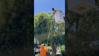 Tree Trimming