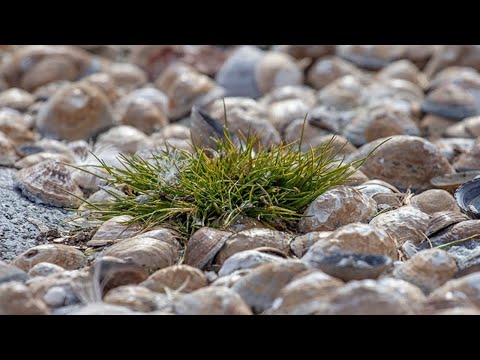 Video: Tundra a leso-tundrová vegetace