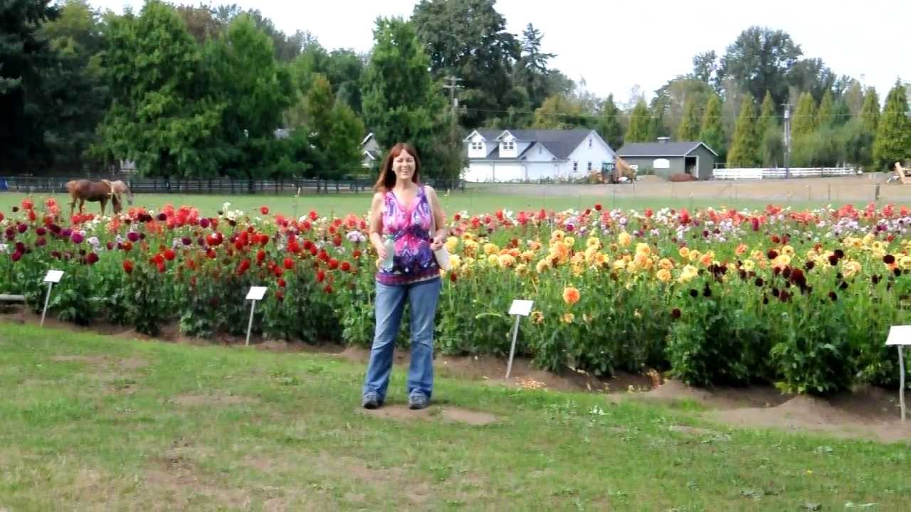 YouTube에서 FIELDS OF GLORY ~ Swan Island Dahlias 보기 YouTube에서 FIELDS OF GLORY ~ Swan Island Dahlias 보기