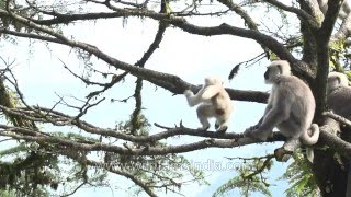 Slow motion : Gray langur Jumping From A Tree | Best Of India