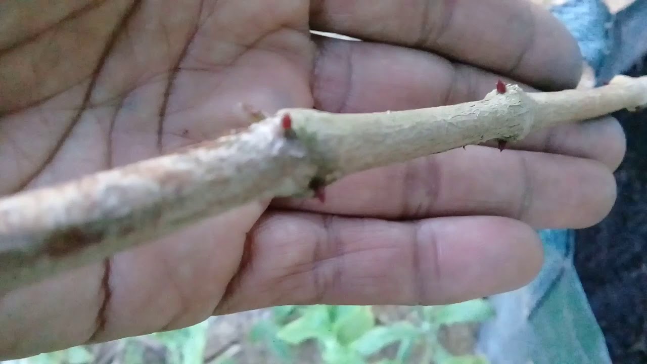 CARA MERANGSANG BUNGA BAGIAN 3 UNTUK TAMBULAMPOT JAMBU AIR YG SEDANG BERBUNGA ( 21-09-2019 ).