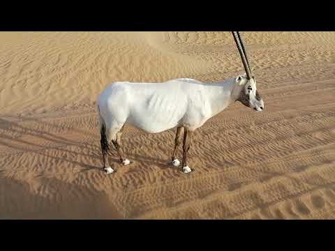 Arabian Oryx at Dubai Desert Conservation Reserve 27.08.2022