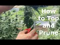 Gsf21 e4 how to top and prune hemp plants