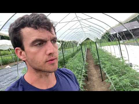 GSF21 E4 How To Top And Prune Hemp Plants