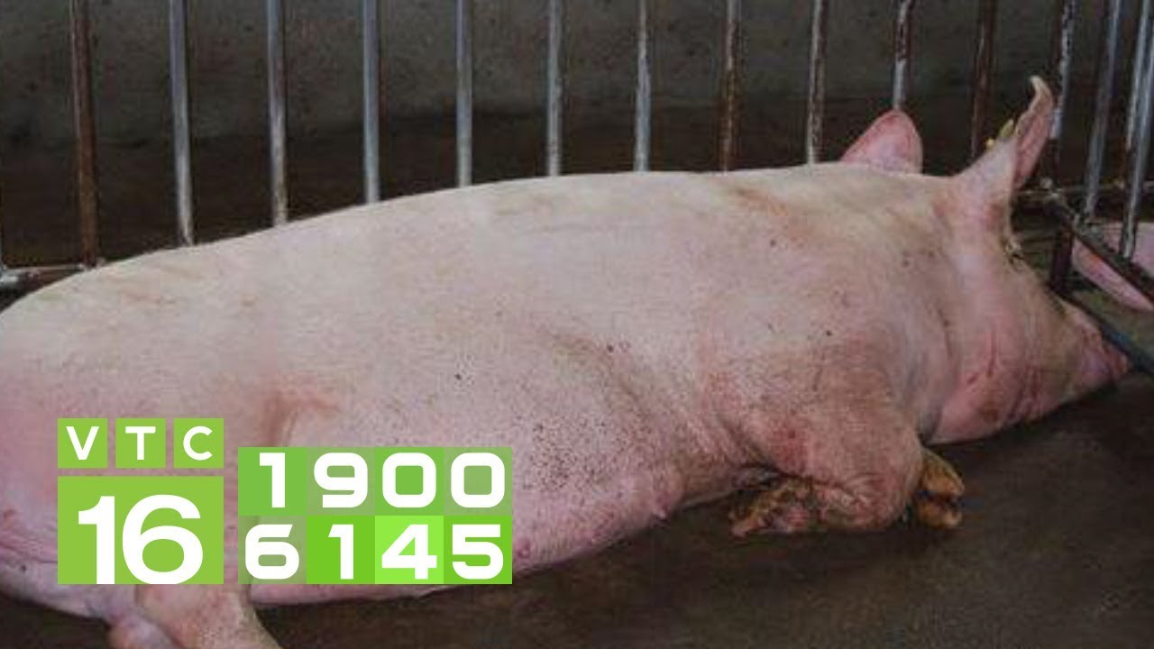 Tự nhiên lợn run 2 chân sau: Nguyên nhân chính do đâu? | VTC16