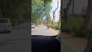 Both Sides Of The Road Says It All Mardan