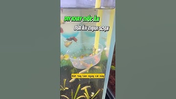 Tự làm khay thức ăn cám cho hồ cá cảnh - Nuôi cá dưỡng tâm