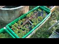 របៀបផ្ទេរត្រីក្រឹមតូចៗ #howto #movebettafries #bettafish #betta #guppies #aquarium #aquarfish