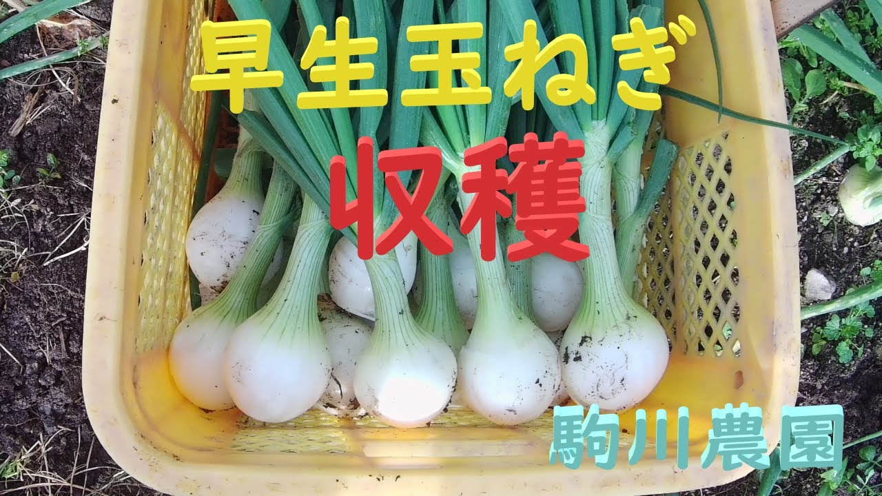 How to harvest early-maturing onions early. Aiming for 100