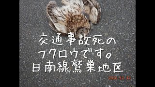 世界ホームレス紀行 205 貴重な猛禽交通事故