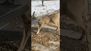 Saving Deer From Danger #SaveDeer #DeerRescue #SaveWildlife #WildlifeRescue #AnimalRescue