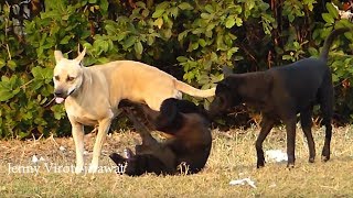 Realdog!!!! Appenzeller Sennenhund Vs Labrador Retriever Near Friend's Home by Jenny Virote jirawat 2,103,723 views 5 years ago 1 minute, 28 seconds