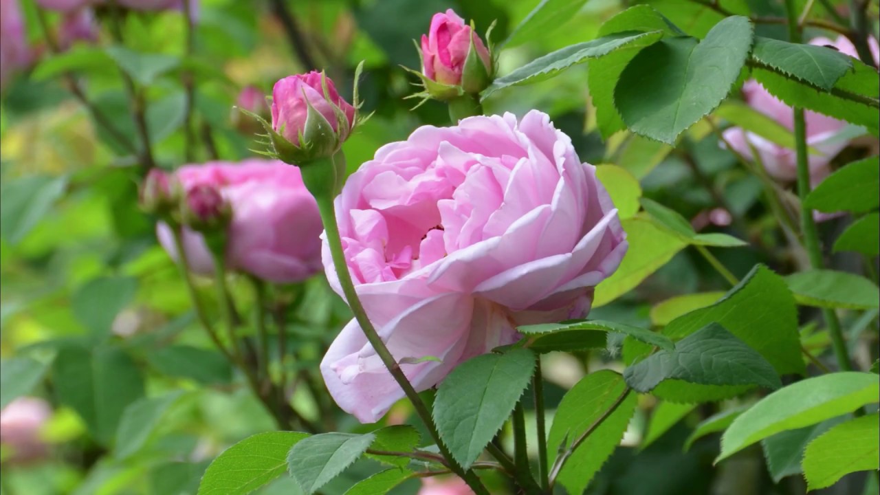 バラの恋人 ザ・ワイルドワンズ